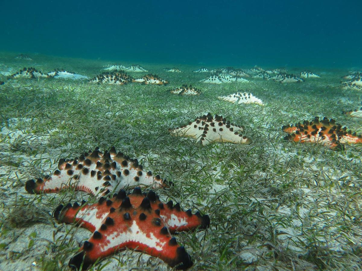 Deluna Diving Resort Пуерто-Галера Екстер'єр фото