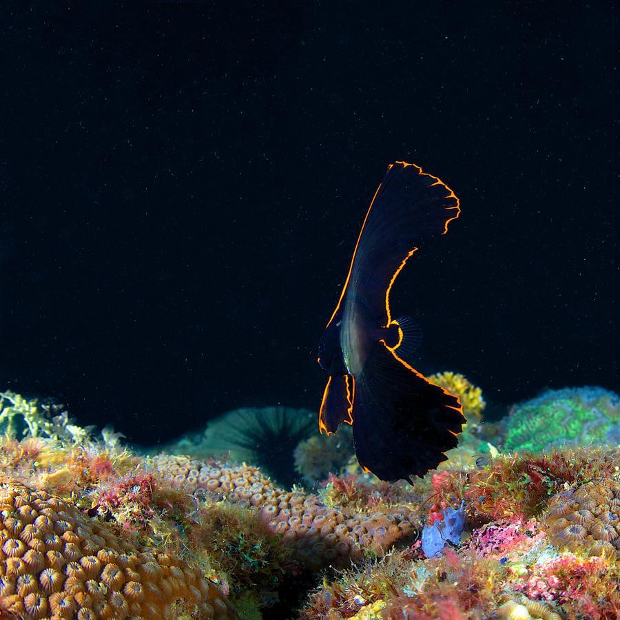 Deluna Diving Resort Пуерто-Галера Екстер'єр фото